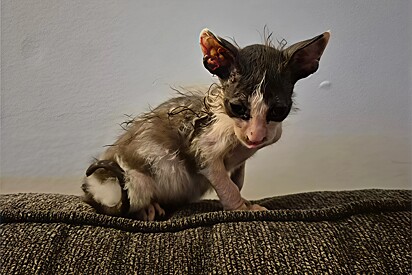 Gatinho com visual de ‘rato de esgoto’ conquista internautas.