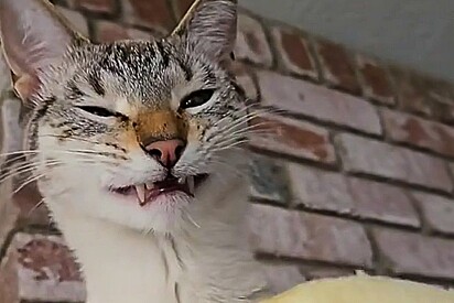 Gato não gosta de banana? Conheça Bruno, o felino que ama frutas mas tem repulsa por banana