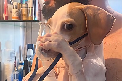 Cachorrinho faz nebulização por problema respiratório e reação de ‘homenzinho’ conquista a internet.