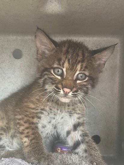 Não era um gato doméstico, mas sim, um filhote de lince-pardo.