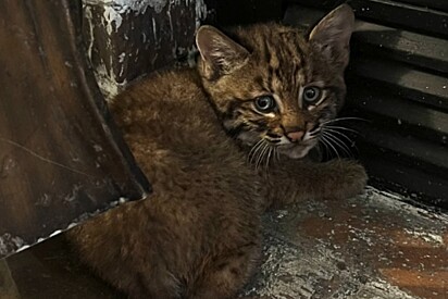 Casal abriga suposto filhote de gato em tempestade, mas eis que mamãe lince aparece no dia seguinte