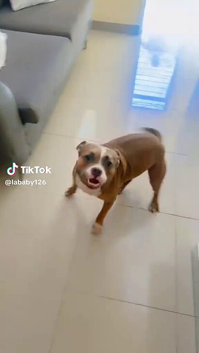 O cão fica eufórico quando começa a ouvir seu nome sendo chamado.