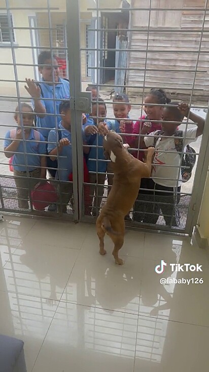 O cão é aclamado pelas crianças.