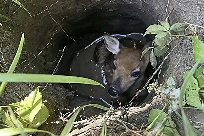 Filhote preso na lama cruza olhares com cachorro que passava e encontra seu herói