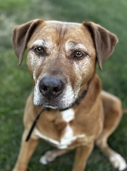 A pitbull Dixie, a cachorrinha que encontrou o cervo.