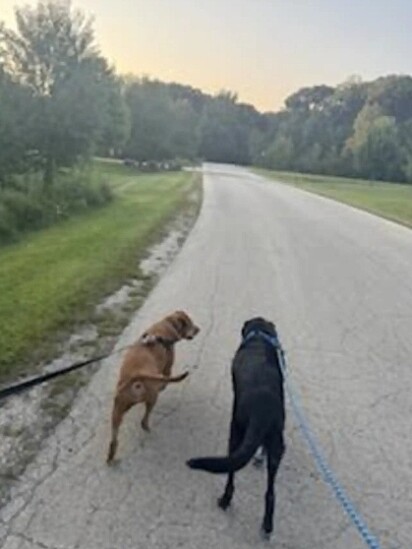 Os cachorros fazendo seu passeio.