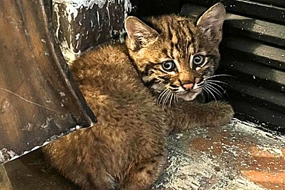 Casal abriga suposto filhote de gato em tempestade, mas eis que mamãe lince aparece no dia seguinte