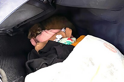 Mãe abre a bolsa de fraldas e encontra uma bolinha de pelos encolhida lá dentro.