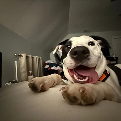 O cachorro sorrindo.