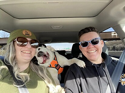 O cachorro feliz no carro indo para um lar adotivo.
