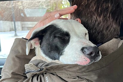 Cachorro vira-lata cansado de correr pelas ruas se derrete completamente nos braços do socorrista.