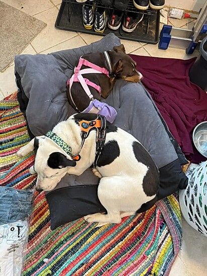 Os cachorros Bowie e Ramone, seu irmão temporário.
