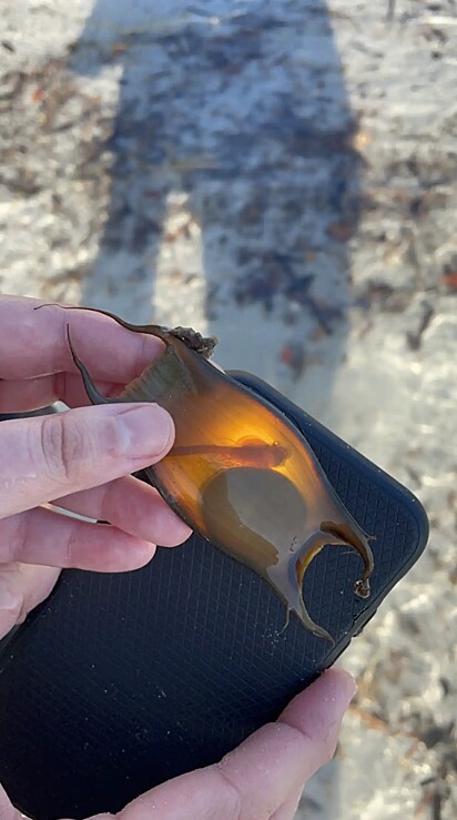 Brianna Varner colocou a bolsa de areia em contato com a luz e viu que tinha um embrião dentro.