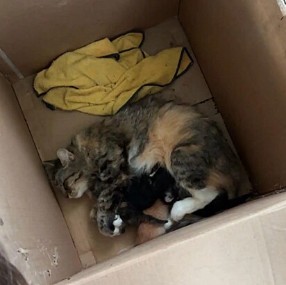 A gatinha Muffin e seus filhotes dentro de uma caixa de papelão.