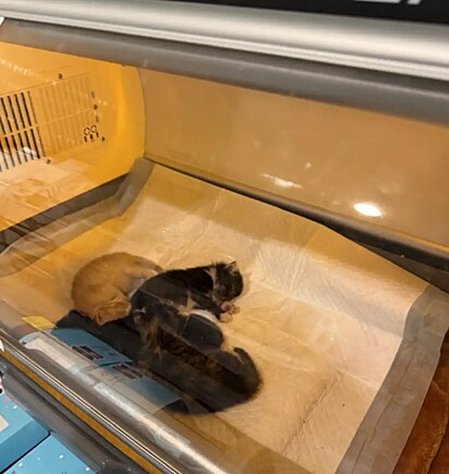 Os filhotes da gatinha Muffin dentro de uma incubadora.