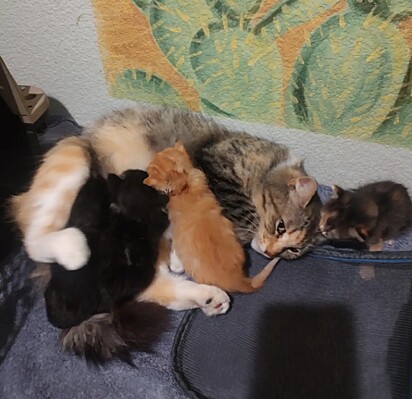 A gatinha Muffin foi reunida com seus filhotes.