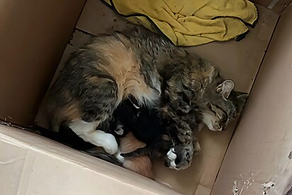 Socorristas procuram por toda parte por gata mãe desaparecida — e a encontram onde menos esperavam.