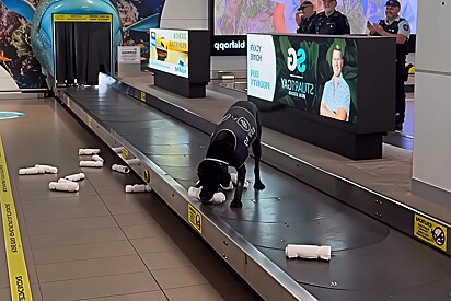 Após seis anos de serviço, cão policial se aposenta e é homenageado com chuva de rolinhos - sua recompensa favorita.