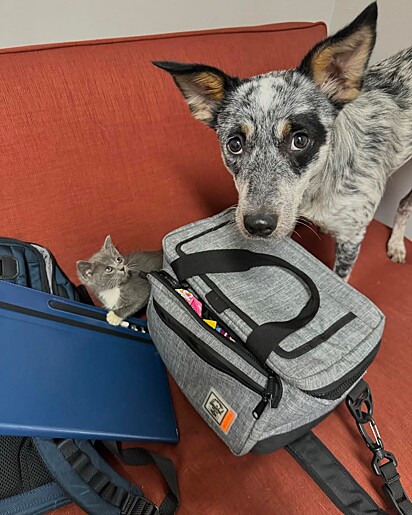 A cachorrinha Tink acolheu a nova filhote.