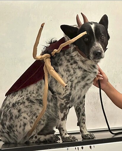 O cachorro vestido de carrapato para ajudar a tutora em uma apresentação acadêmica.