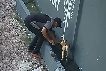 Desvio de função: Cão caramelo contratado para o administrativo é flagrado tendo que trabalhar na jardinagem.