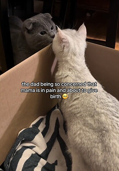 O gatinho cheirando a gatinha. Os gatos machos podem sim apresentar comportamento paternal e afeto intenso pelos filhotes e pela parceira.