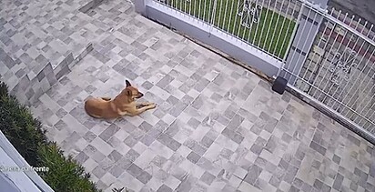 Lucy deitada no pátio de casa.