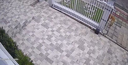 Lucy saindo tranquilamente pelo portão aberto de casa.