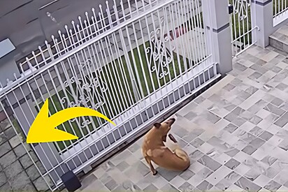 Após 40 minutos de portão aberto, vira-lata caramelo decide fugir com toda a calma do mundo