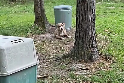 Ao visitar a casa que estava comprando, mulher encontra cachorro abandonado e amarrado a uma árvore no quintal.
