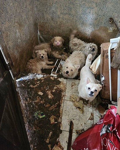 Os cães amontoados em um canto, vivendo em condições precárias.