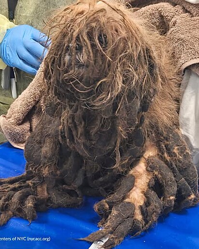 Um dos cães resgatados, com o pelo sujo e completamente emaranhado.