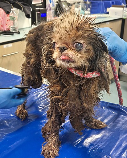 Um dos cães resgatados, em estado de completo abandono e visível sofrimento.