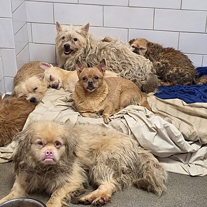 Algusn dos cães resgatados, tosados. A tosa foi o primeiro passo para devolver dignidade e alívio aos cães resgatados.