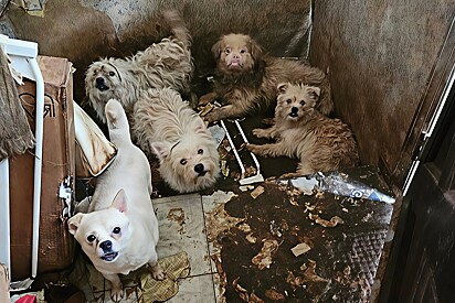 Equipe entra em apartamento e encontra mais de 80 cachorros vivendo em situação crítica.