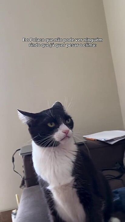 O gato não gosta de ouvir risadas. Ficou com olhar sério e orelhas baixas.