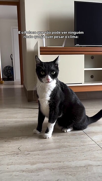 O gato não gostou de ver a mulher rindo as suas custas.