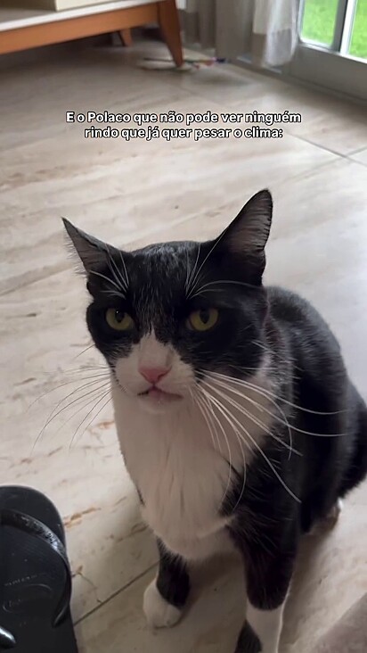 O gato frajola olhando seriamente para sua tutora.