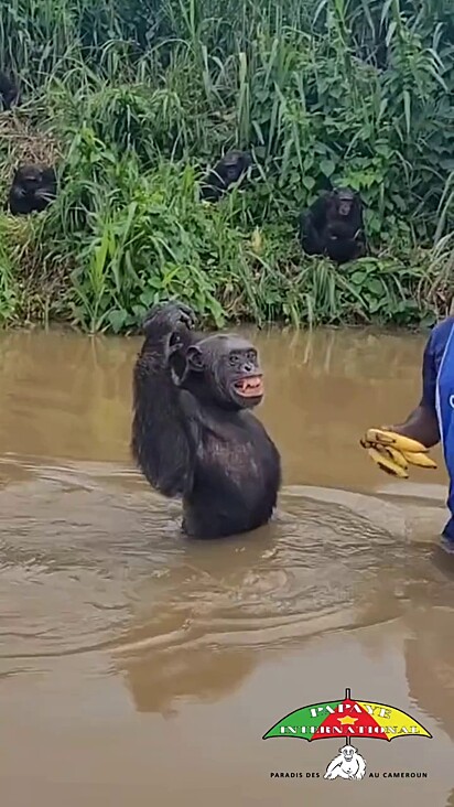 O animal é grato pela ajuda que ganhou durante seu resgate.