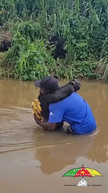 O chimpanzé adora reencontrar o amigo humano.