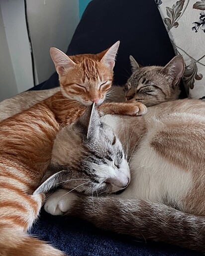 As gatinhas Lua, Maruja e Francisca.