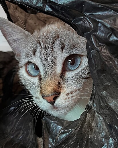 A gatinha Maruja fazendo um ensaio fotográfico com uma sacola de lixo.