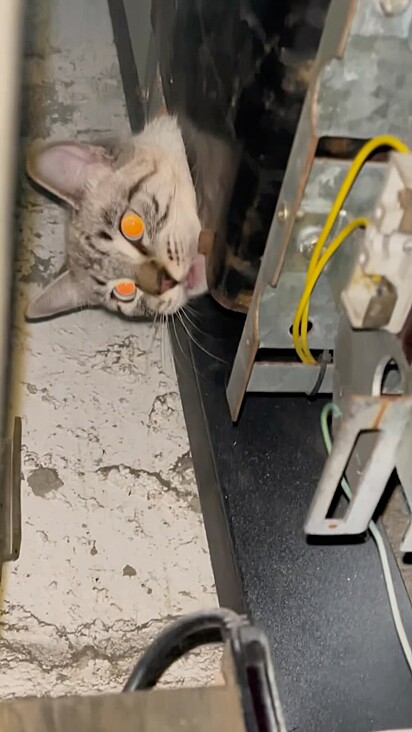 A gatinha Maruja se escondeu dentro de duto do elevador.