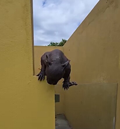 Margareth tentando pular o canil.