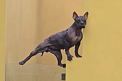Bulldog francês com aparência incomum chama atenção e web não poupa comentários: Seu alimento favorito é almas.