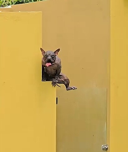 Margareth é uma cachorrinha sem pelos que vive tentando escapar do canil.