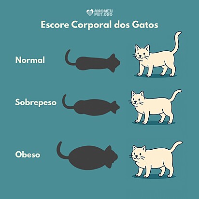 Escore corporal felino representando um gato normal, um gato com sobrepeso e um gato obeso.
