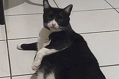 Sucesso! Seguidores zoam gato frajola por ser gordo e comentários inspiram música de pagode