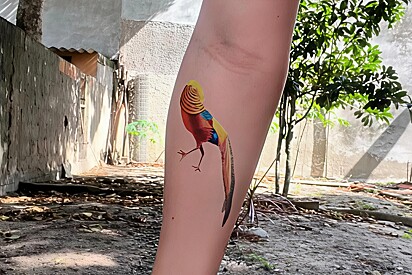 Em homenagem ao seu falecido faisão, mulher tatua animal de estimação no braço.