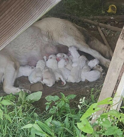 A cachorrinha amamentando seus filhotes 12 filhotes.